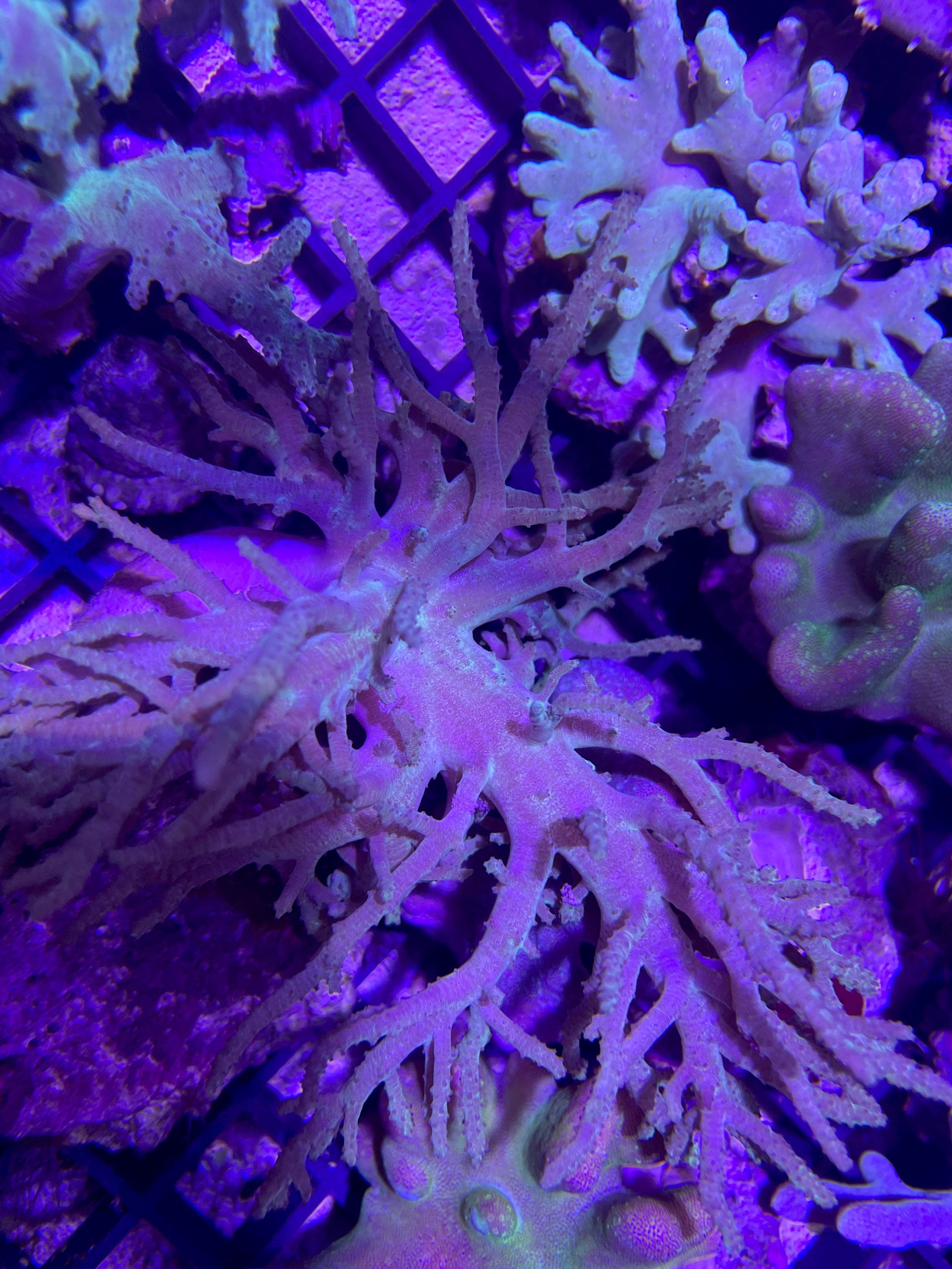 Mixed small soft coral colonies 