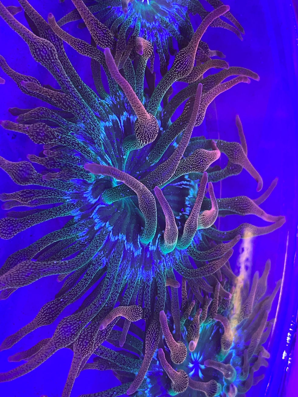 Thumbnail: Rose bubble top anemones 
