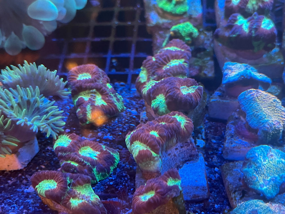 Thumbnail: Mixed frags 