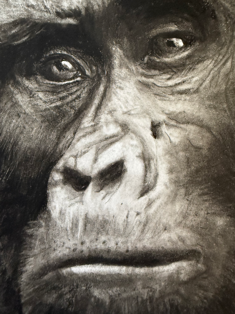 Miniaturbild: Poster „Gorillamutter mit Kind“