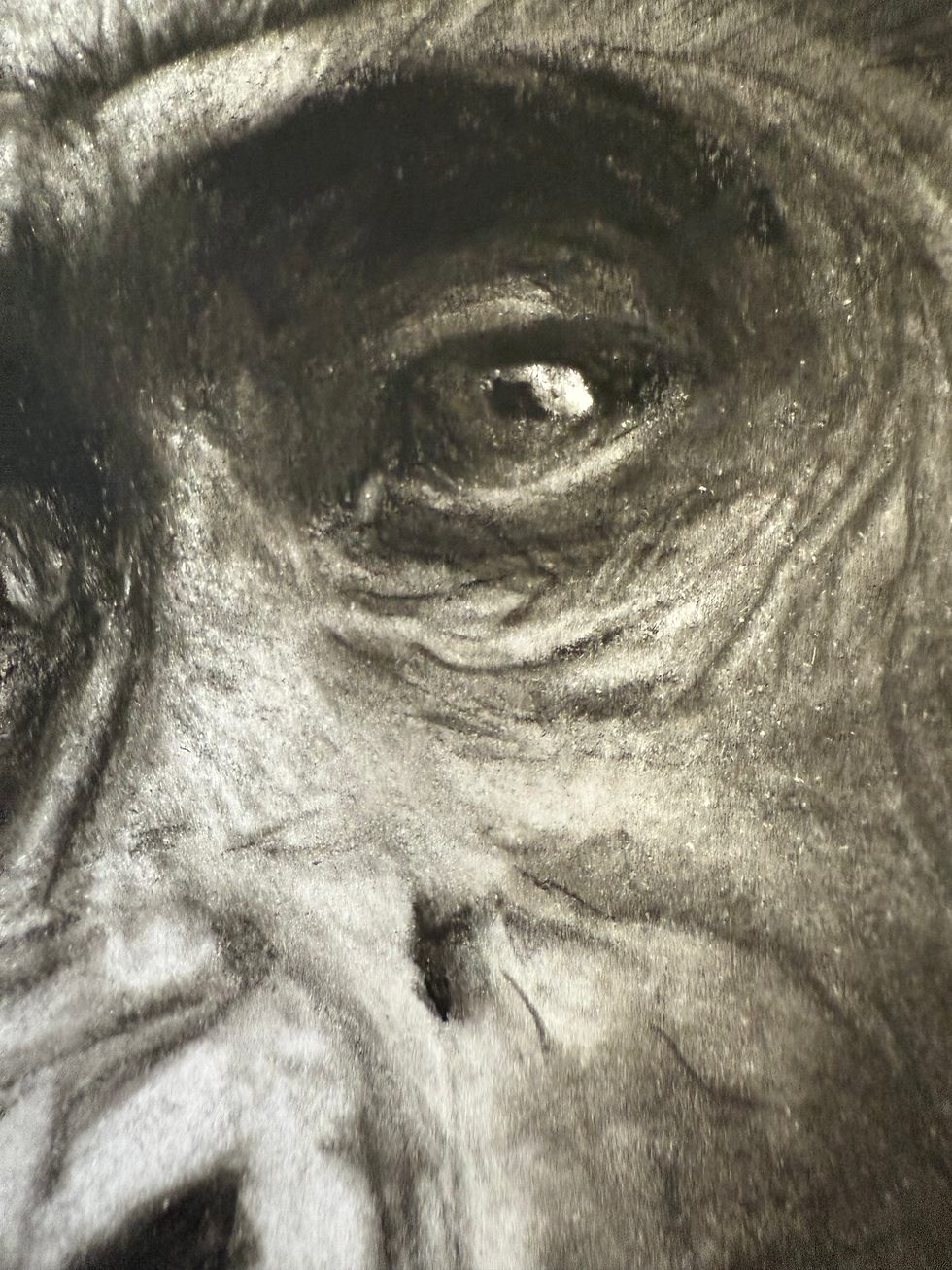 Miniaturbild: Poster „Gorillamutter mit Kind“