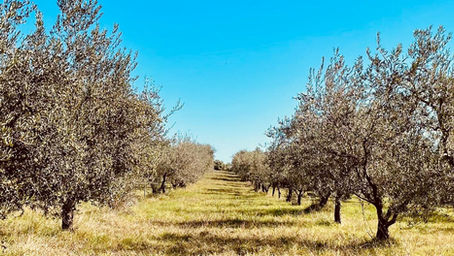  Olivenöl "Quarata di Sopra"
