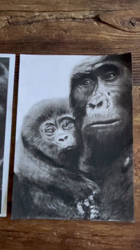Miniaturbild: Poster „Gorillamutter mit Kind“
