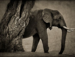 Mana Pools Elephant Behind Tree TrunkBK.jpg