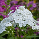 Garden Phlox (Phlox Paniculata)