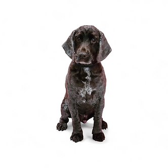 Elderly dog groomed at Vanity Fur VIPpng
