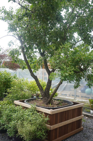 Arbre multitroncs