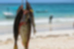 Peixes mais comuns