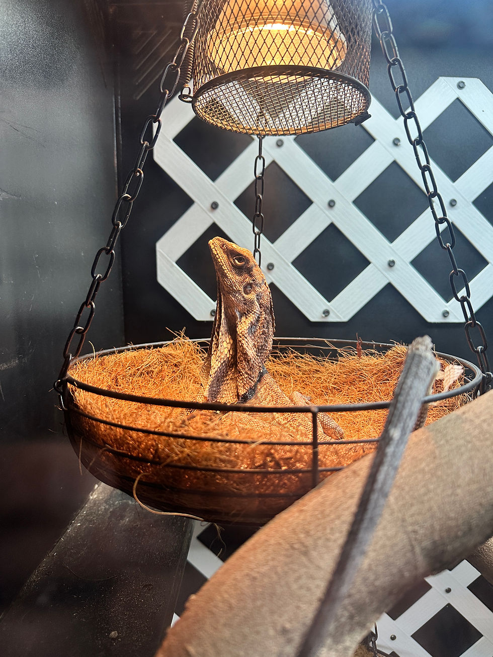 Lizard basks under a warm lamp in a rustic enclosure with coco-husk bedding. White lattice background adds contrast to the cozy scene.