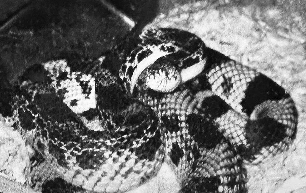 A coiled pine snake displaying its distinctive patterned scales rests on the textured ground, blending seamlessly with its surroundings.