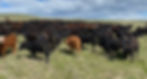 high density cattle grazing