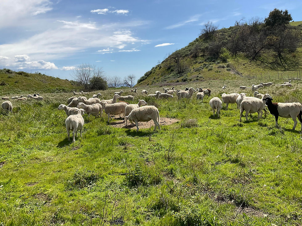 sheep on rangeland