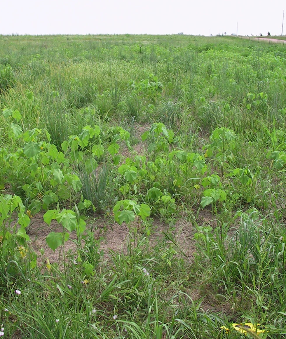 Nebraska pastureland