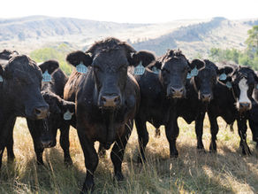 P Bar Ranch –Focusing on Grassfed Beef Flavor and Nutritional Quality