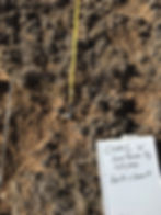 Transect #1 2023 Close Up