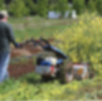 flailmower cutting down stand of yellow flowers