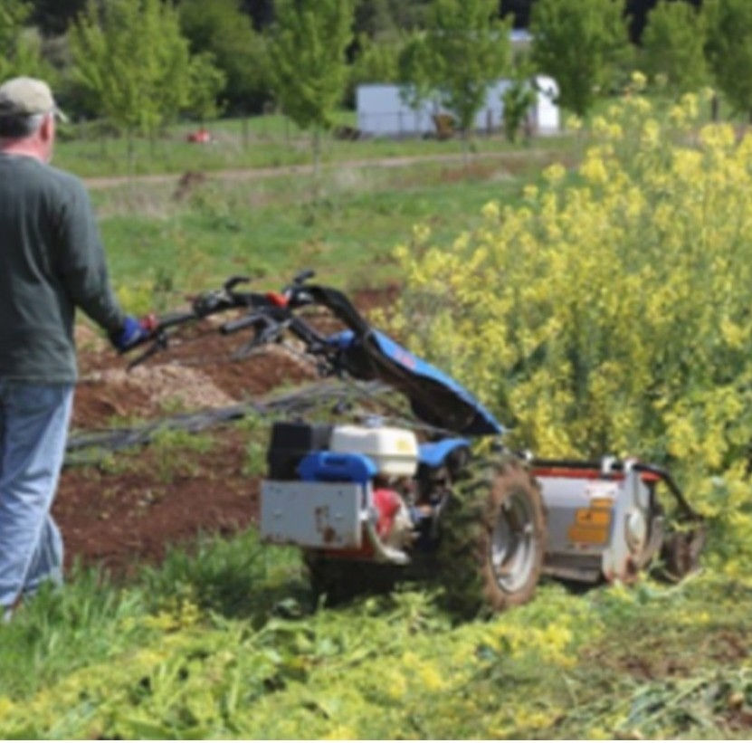 flailmower cutting down stand of yellow flowers