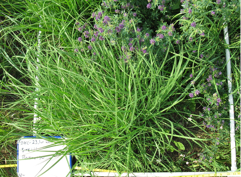 close up of grasses in monitoring square