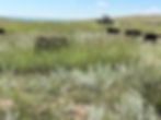 Kokes Farm calves in a stand of tall recovered grasses.