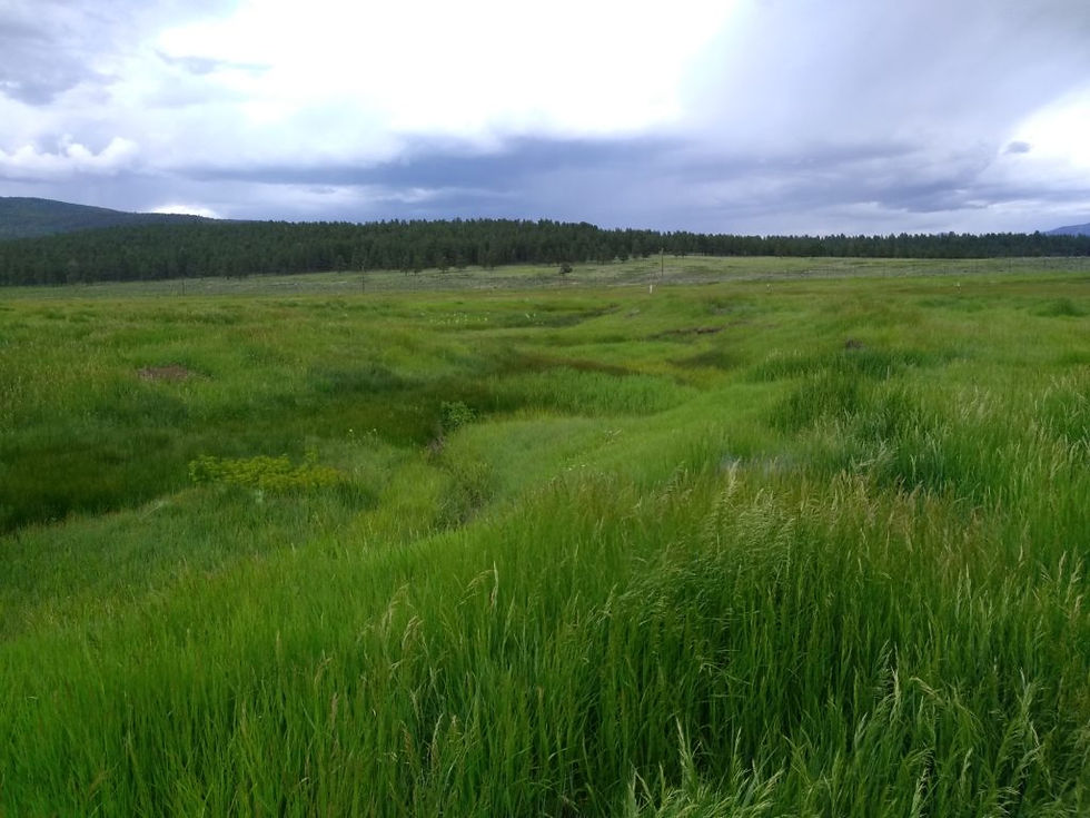 stream running through green meadow