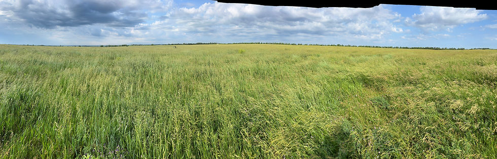 Holistic Regeneration and Succession in Nebraska