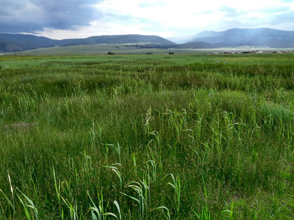 green field of grass
