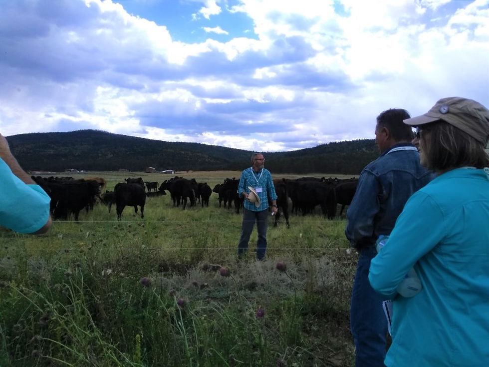 man standing in field with cattle