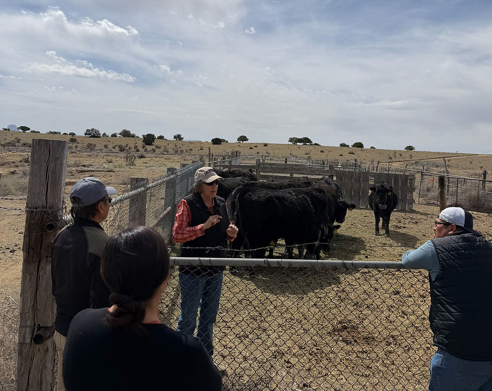 woman standing with cattle talking to people outside a fence
