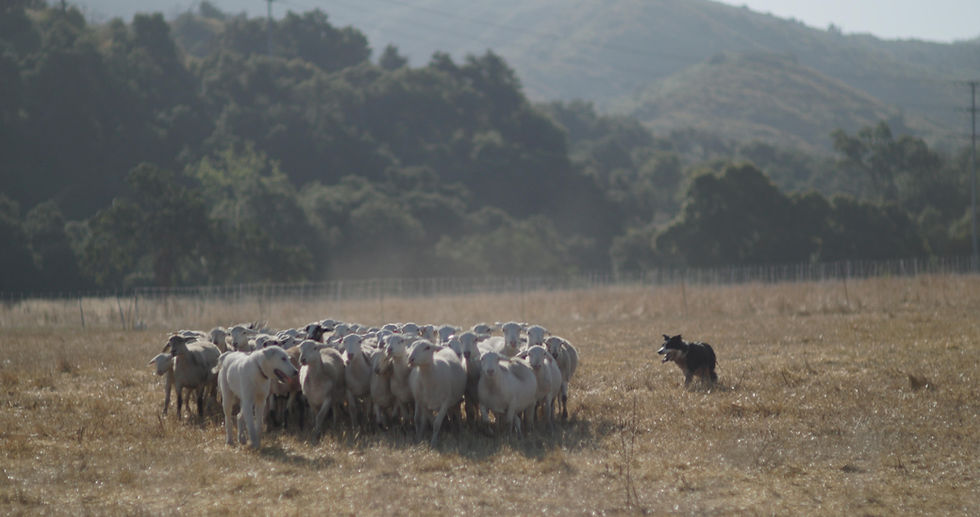 Dylan uses herding and guardian dogs to help with moving and protecting his flock as part of his grazing business. PC: Dylan Boek
