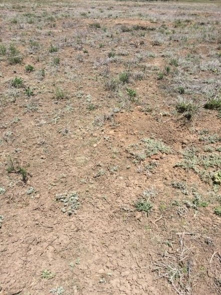 field of dirt