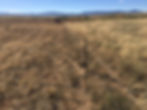 new mexico rangeland with electric fence