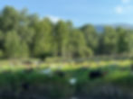 goats grazing