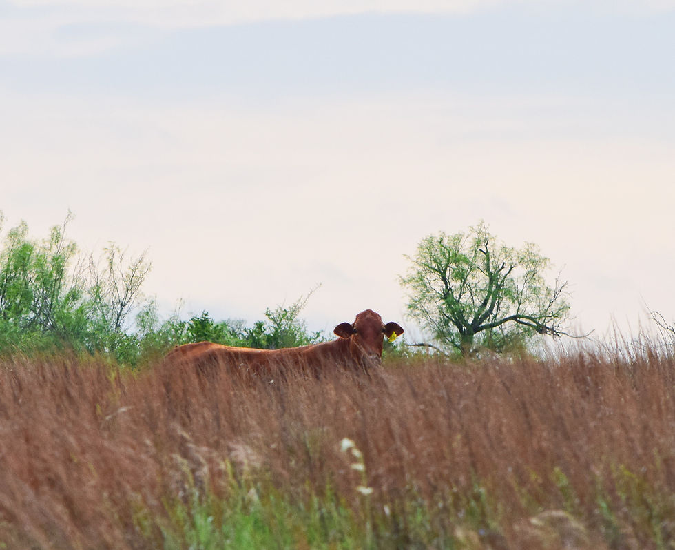 cow in tall stand of Big Bluestem