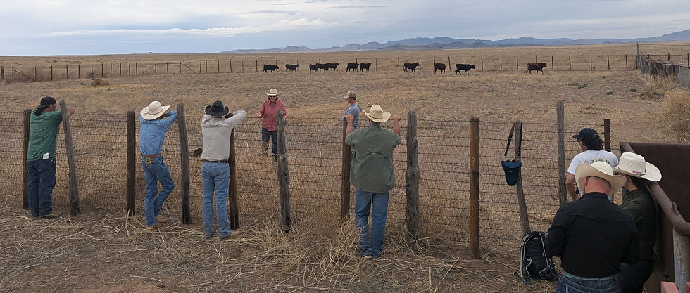 Participants practice low-stress cattle handling with livestock specialist Dawn Hnatow at Mimms Ranch.