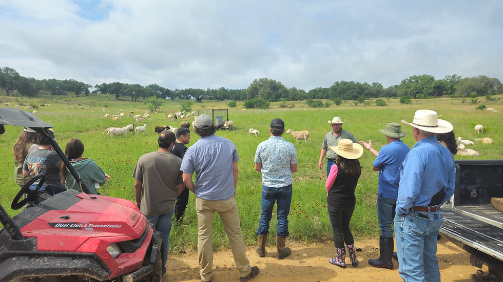 group talking in front of a herd of sheep