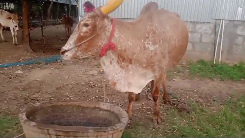 Thumbnail: Desi cow sale in polur