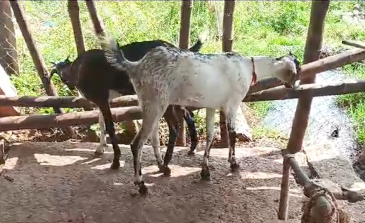 இரண்டு கொடி ஆடுகள் விற்பனைக்கு