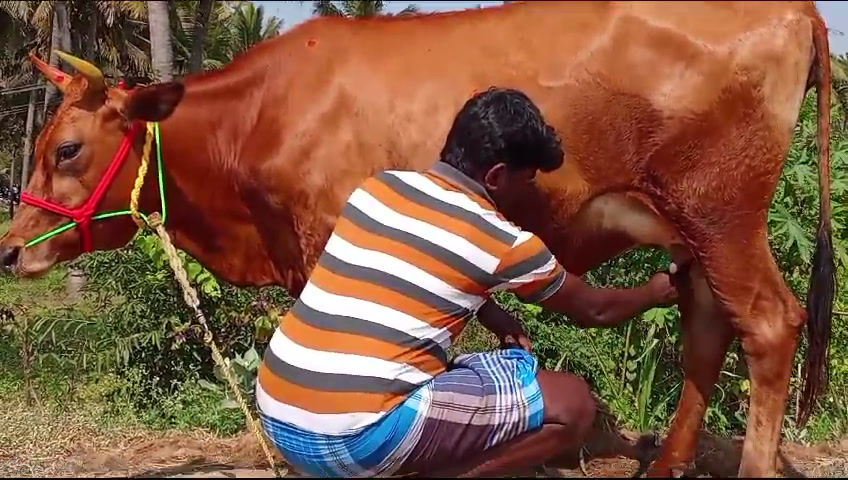 Thumbnail: தலை ஈத்து மாடு விற்பனைக்கு, சேலம்