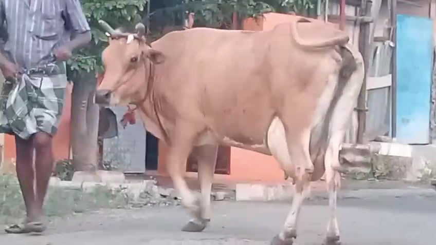 Thumbnail: சிவகாசியில் இளங்கறவை மாடு விற்பனைக்கு