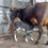 Thumbnail: கறவை மாடு  காளைக்கன்றுடன் விற்பனைக்கு
