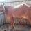 Thumbnail: Gir Cross Cow Sale in Madurai