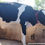 Thumbnail: Cow with a female calf for sale