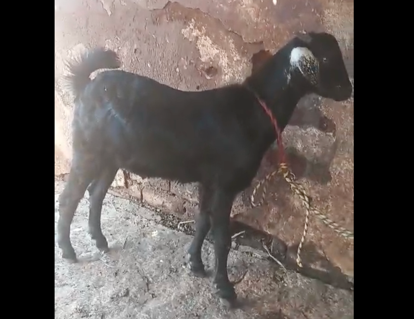 மதுரையில் கிடாய் குட்டி விற்பனைக்கு