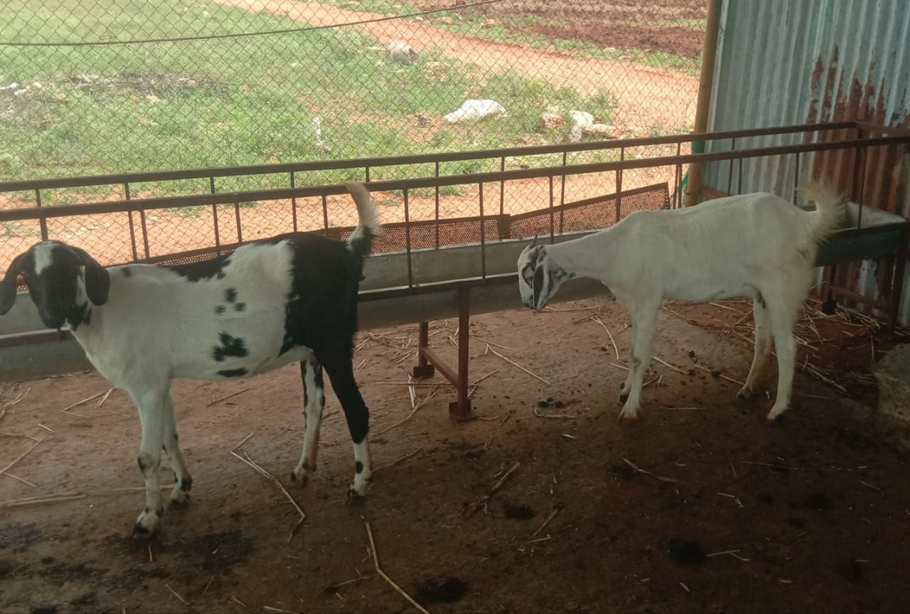 Female goats for sale