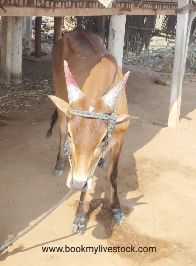 Thumbnail: Sevalai ox for sale