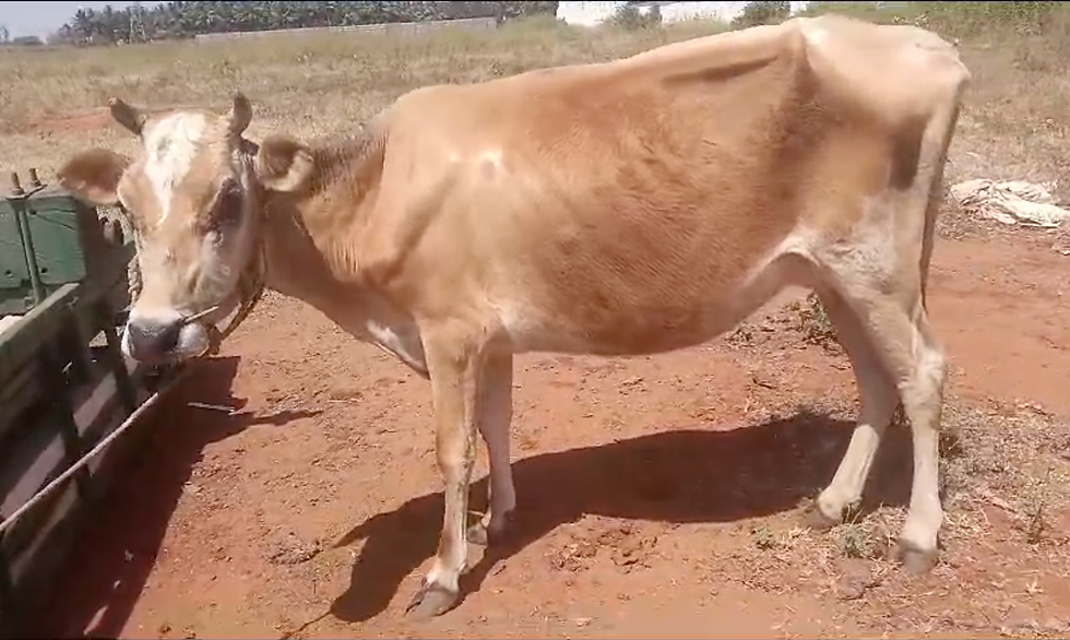 Low price cow in coimbatore, tamil nadu