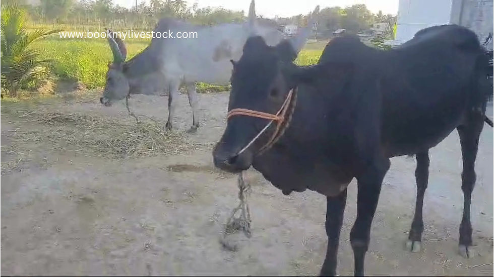 Thumbnail: Ox for sale