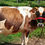 Thumbnail: Cow for sale