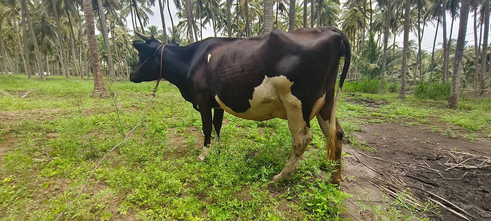 Thumbnail: Cow for sale