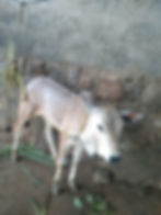 Thumbnail: Kangayam cow for sale